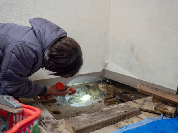 Best Environmental Consulting for Mold Prevention  in Liberty, TX
