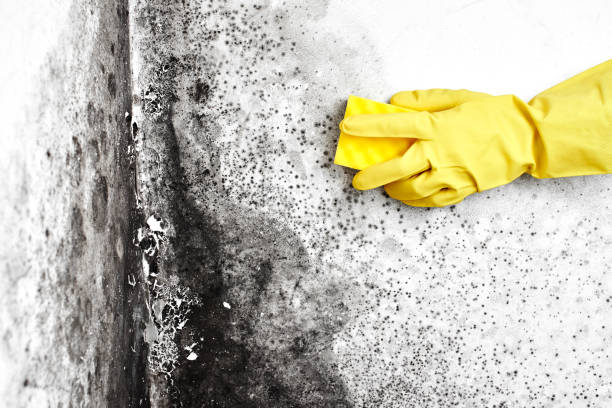 Best Crawl Space Mold Remediation  in Liberty, TX