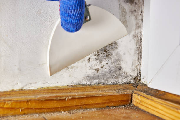 Best Mold Damage Restoration  in Liberty, TX